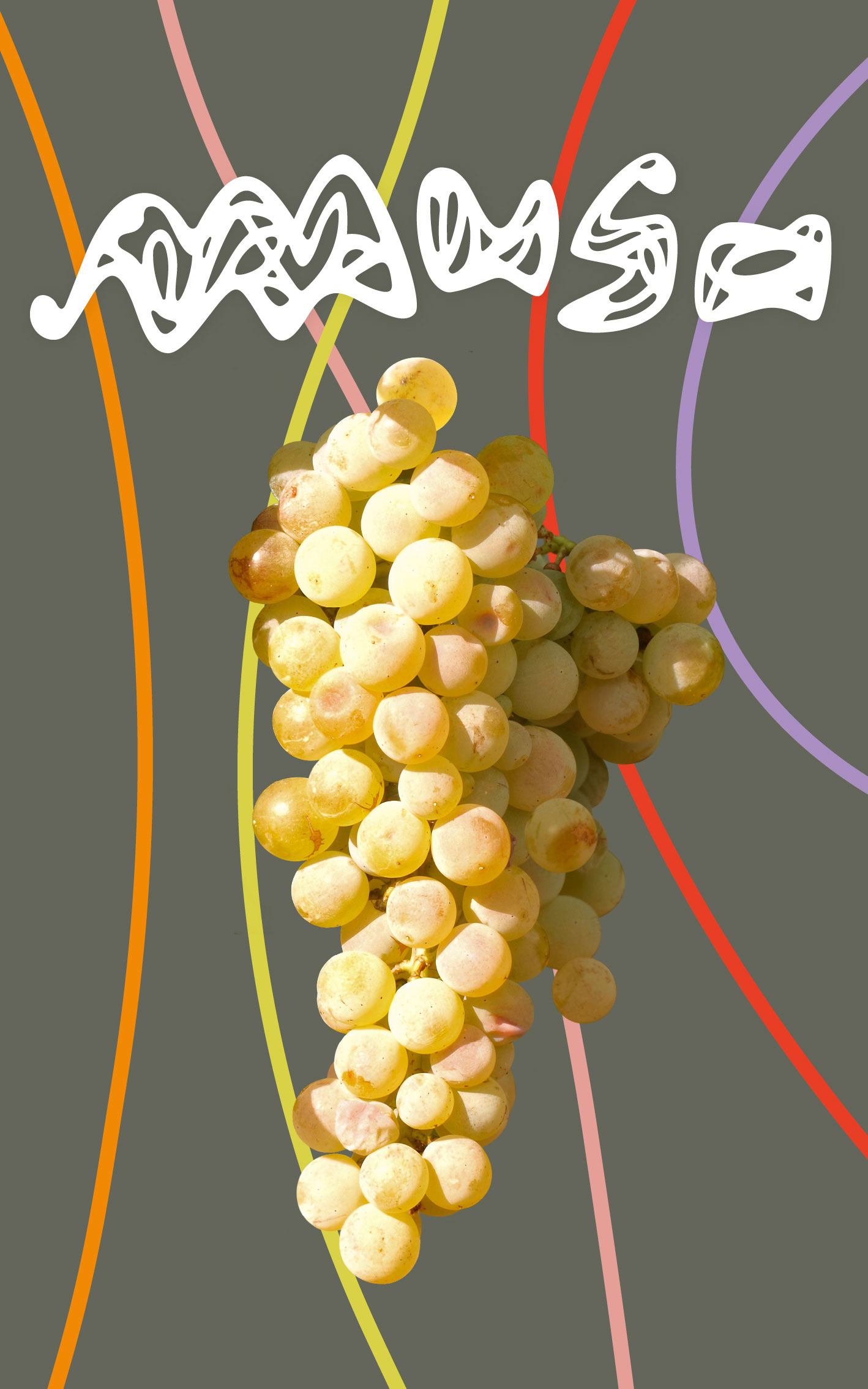 Logo Musa Evena, halos y racimo de esta variedad de uva blanaca